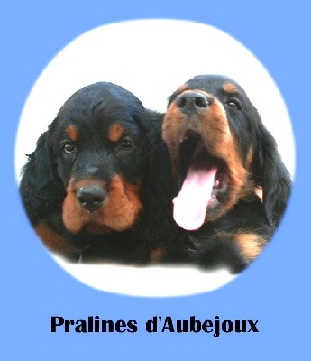 Des Pralines D'Aubejoux - les petits PRALINES 