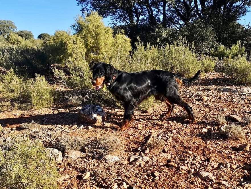 Des Pralines D'Aubejoux - Souinet en Espagne arrête perdreau sauvage au soleil