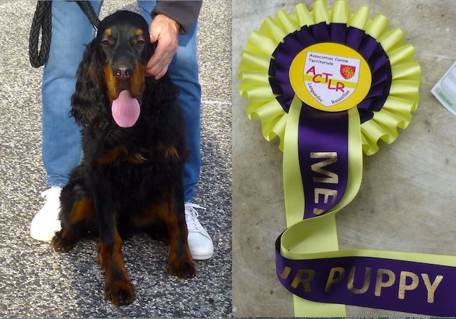 Des Pralines D'Aubejoux - Villy, Meilleur Puppy à l'expo de Perpignan