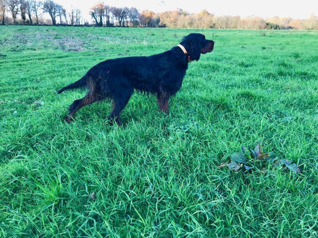 Des Pralines D'Aubejoux - Heliott : arrêt sur bécassine en Bretagne :