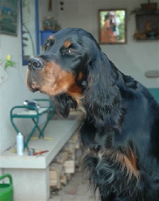 Des Pralines D'Aubejoux - Béziers 2 CACIB et 1 BOB pour Briley et Ezir 