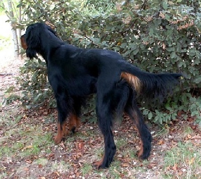 Des Pralines D'Aubejoux - Bimbeau Trophée du Chien le plus Complet en CTM de la Nationale