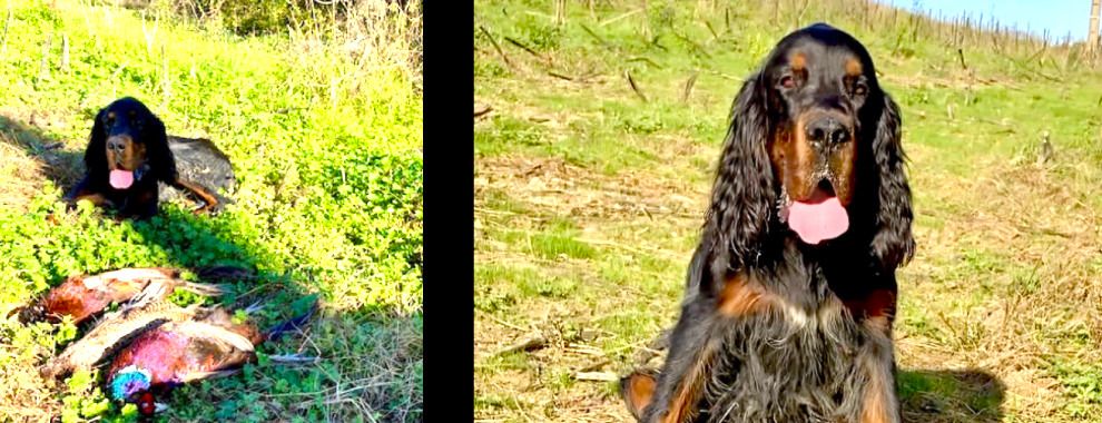 Des Pralines D'Aubejoux - Sparrow chasse en Haute Garonne 