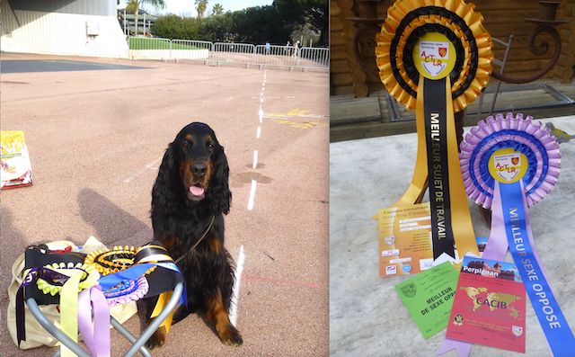 Des Pralines D'Aubejoux - Souinet : CACS CACIB BOS en Travail expo de Perpignan