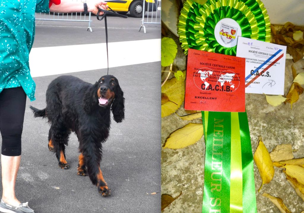 Des Pralines D'Aubejoux - Lella : CACS CACIB BOS :  Expo de Béziers