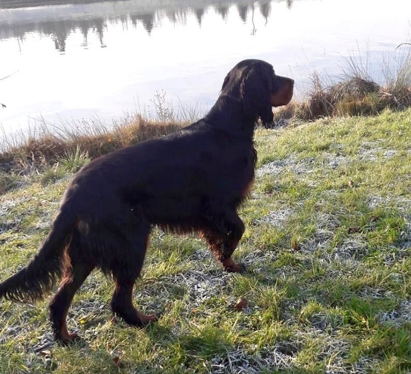 Des Pralines D'Aubejoux - Le jeune Ol Black ( Iégo x Junie )arrêt sur les canards : 