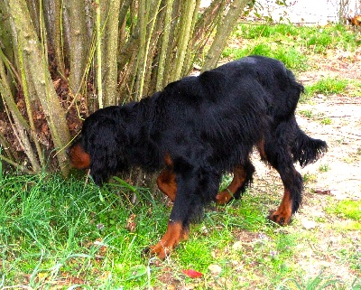 Des Pralines D'Aubejoux - portée chiots de Tr. Bimbeau x Tr.  Briley 