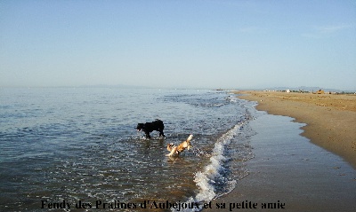 Des Pralines D'Aubejoux - à la plage, la jolie Fendy, fille de Bimbeau et Briley 