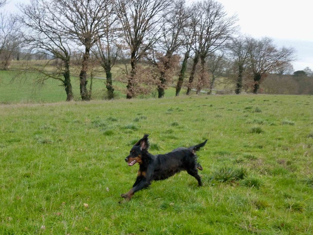 Des Pralines D'Aubejoux - 1er Mars 2020 Pimousse classée EXC Masters britan.