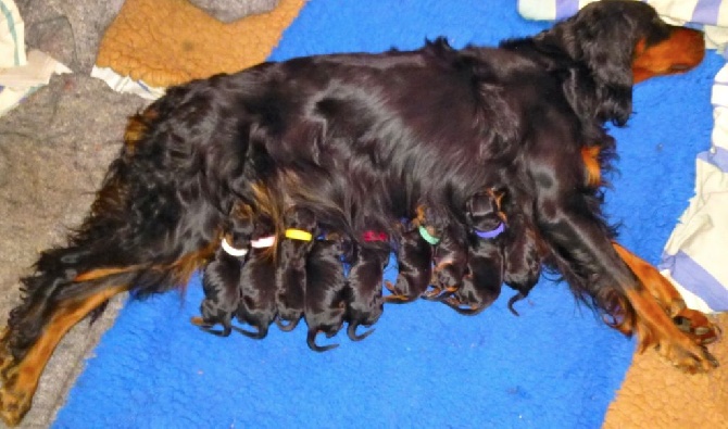 Des Pralines D'Aubejoux - Les 9 chiots d' Hivane et de Linel sont nés le 14 décembre