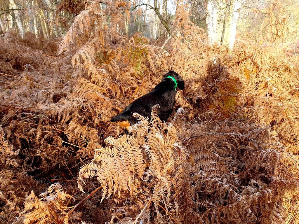 Des Pralines D'Aubejoux - Le jeune Tahoé et les joies de la chasse dans le Nord