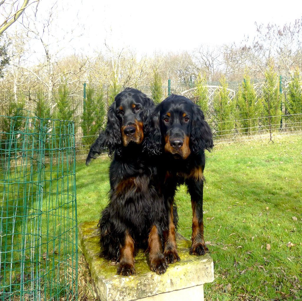 Des Pralines D'Aubejoux - Souinet et son fils Villy :  9 mois ce 24 février ! 