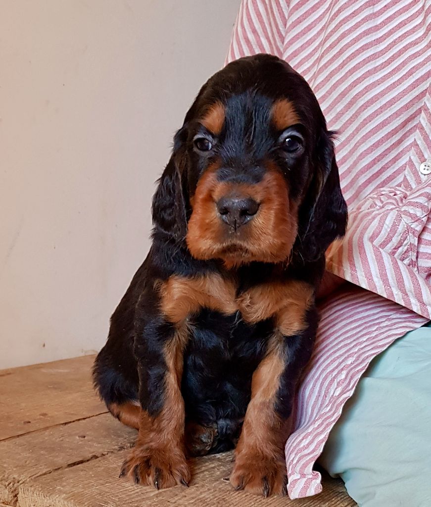 Des Pralines D'Aubejoux - Chiot male de la portée Junie x Linel 