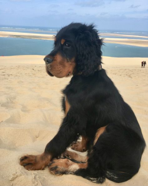 Des Pralines D'Aubejoux - Sur la dune du Pyla :