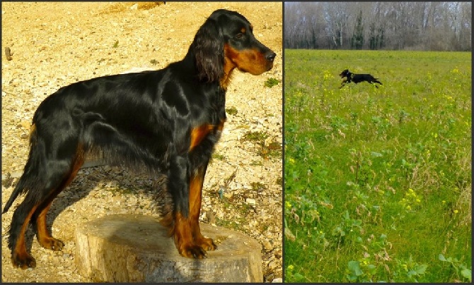 Des Pralines D'Aubejoux - Junie devient Trialer en GN avec son CACT et 1er EXC. 