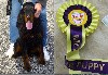  - Villy, Meilleur Puppy à l'expo de Perpignan