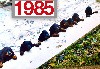  - 1985 1ère portée à l'élevage des Pralines d'Aubejoux