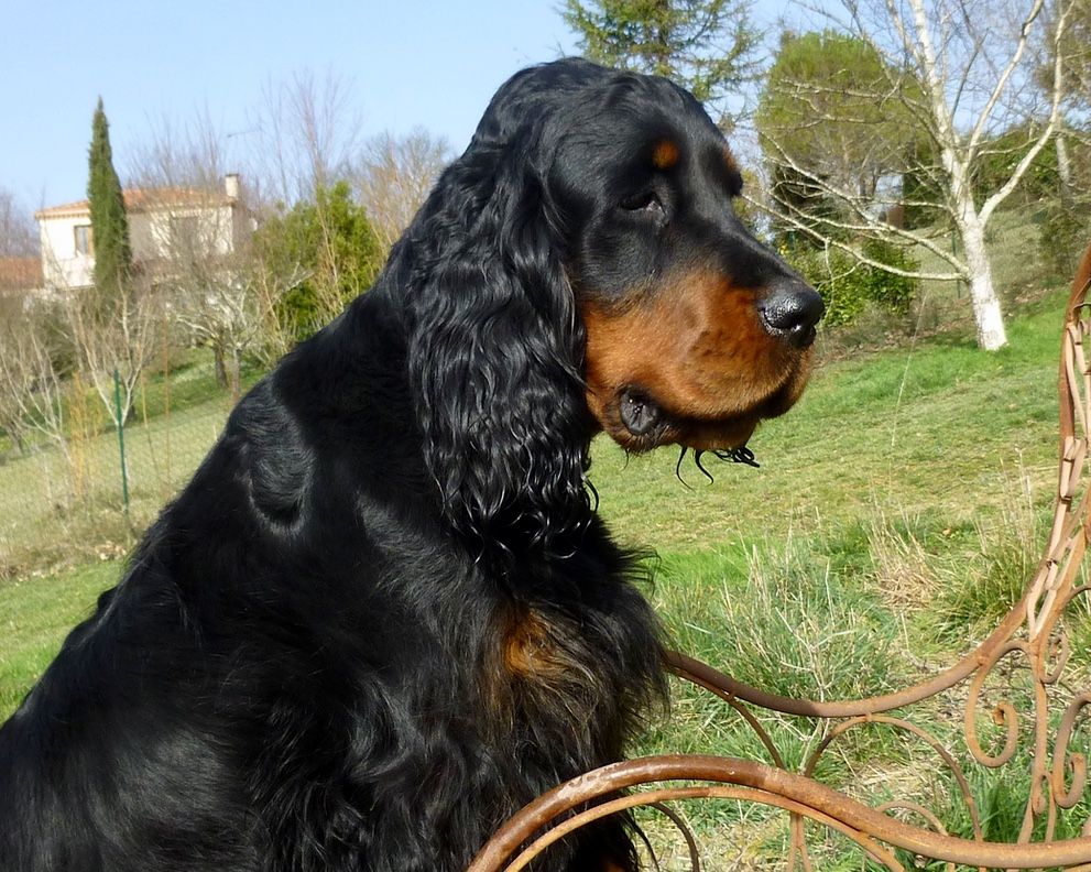 Des Pralines D'Aubejoux - Nanet a 2 ans et 9 mois :