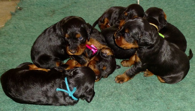 Des Pralines D'Aubejoux - Les 7 CHIOTS abordent leur 3 ème semaine .....