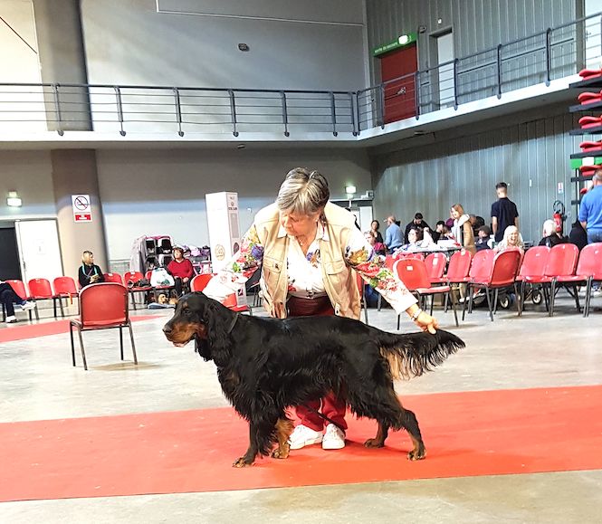 Des Pralines D'Aubejoux - Martigues International CACS CACIB BOS : Shannah