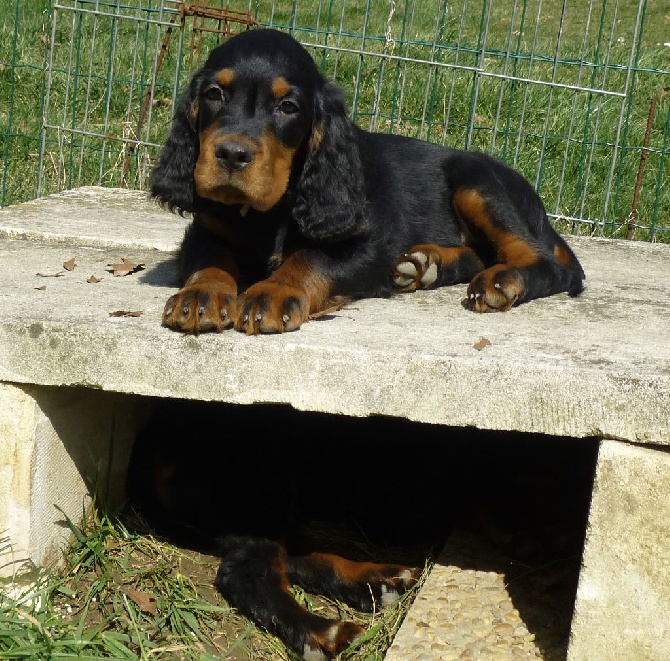 Des Pralines D'Aubejoux - Linel  fils de Boyers Strauss et Dromoise, reste aux Pralines 