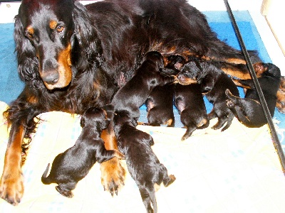 Des Pralines D'Aubejoux - les 7 chiots de Castille et Thalès sont nés le 15 aout