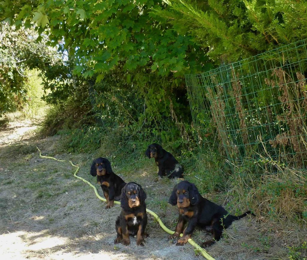 Des Pralines D'Aubejoux - Les 4 chiots de Junie et Linel sur le départ