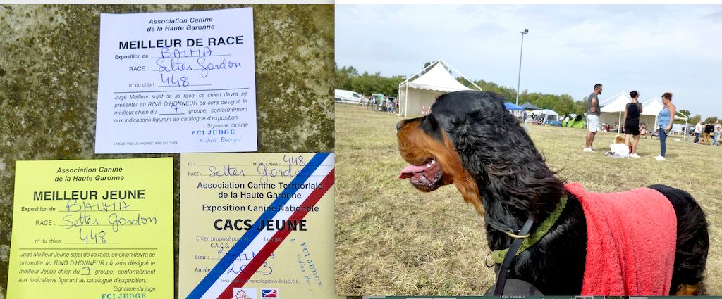 Des Pralines D'Aubejoux - CACS et Meilleur de Race à Balma pour Titaye 