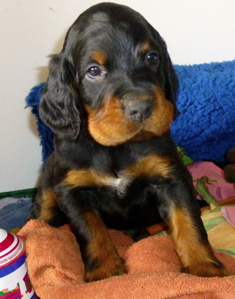 Des Pralines D'Aubejoux - Les chiots ont 5 semaines !