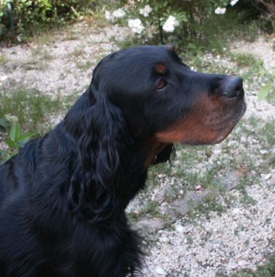 TR. CH. Thalès Des Pralines D'Aubejoux