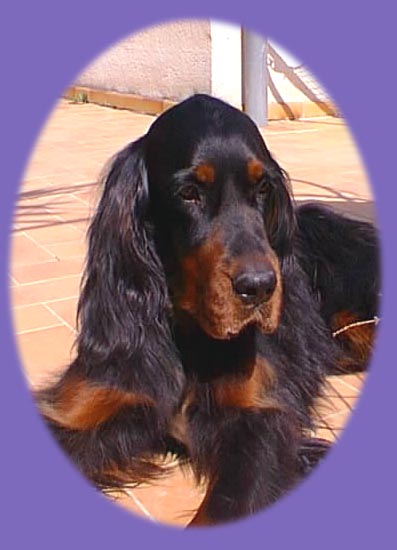 TR. CH. CHCS Tr. Recom. Dys. B .CHIB Myrto Des Pralines D'Aubejoux