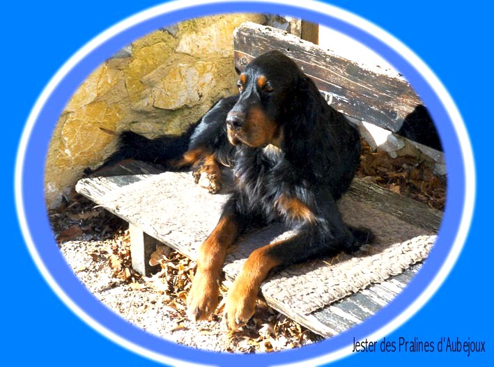 CH. CHIB Jester Des Pralines D'Aubejoux