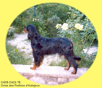 TR. CH. chcs tr. recom.4 dys. a . chib oolea Des Pralines D'Aubejoux