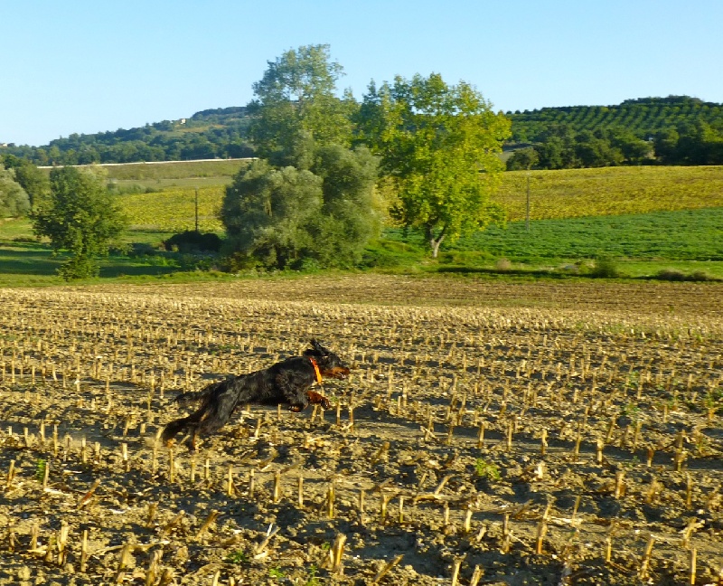 CH. Jaizon dysplasie b recomdé 2 Des Pralines D'Aubejoux