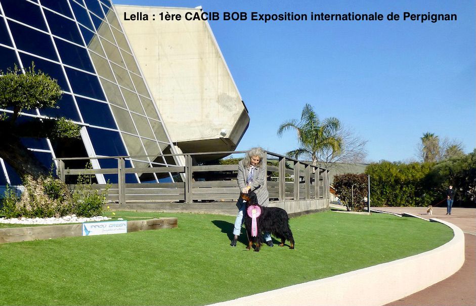 Des Pralines D'Aubejoux - Expo internationale Perpignan Lella 1ère CACIB BOB