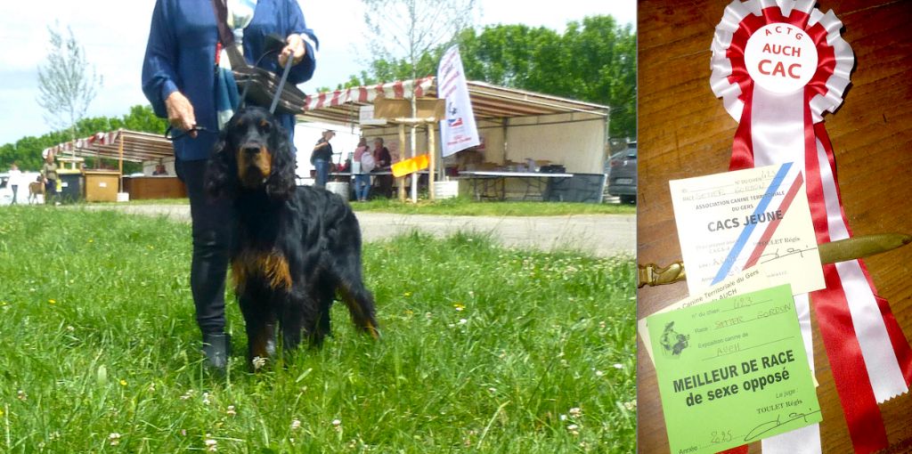 Des Pralines D'Aubejoux - Villy , 11 mois, CACS Meilleur Jeune BOS à Auch 