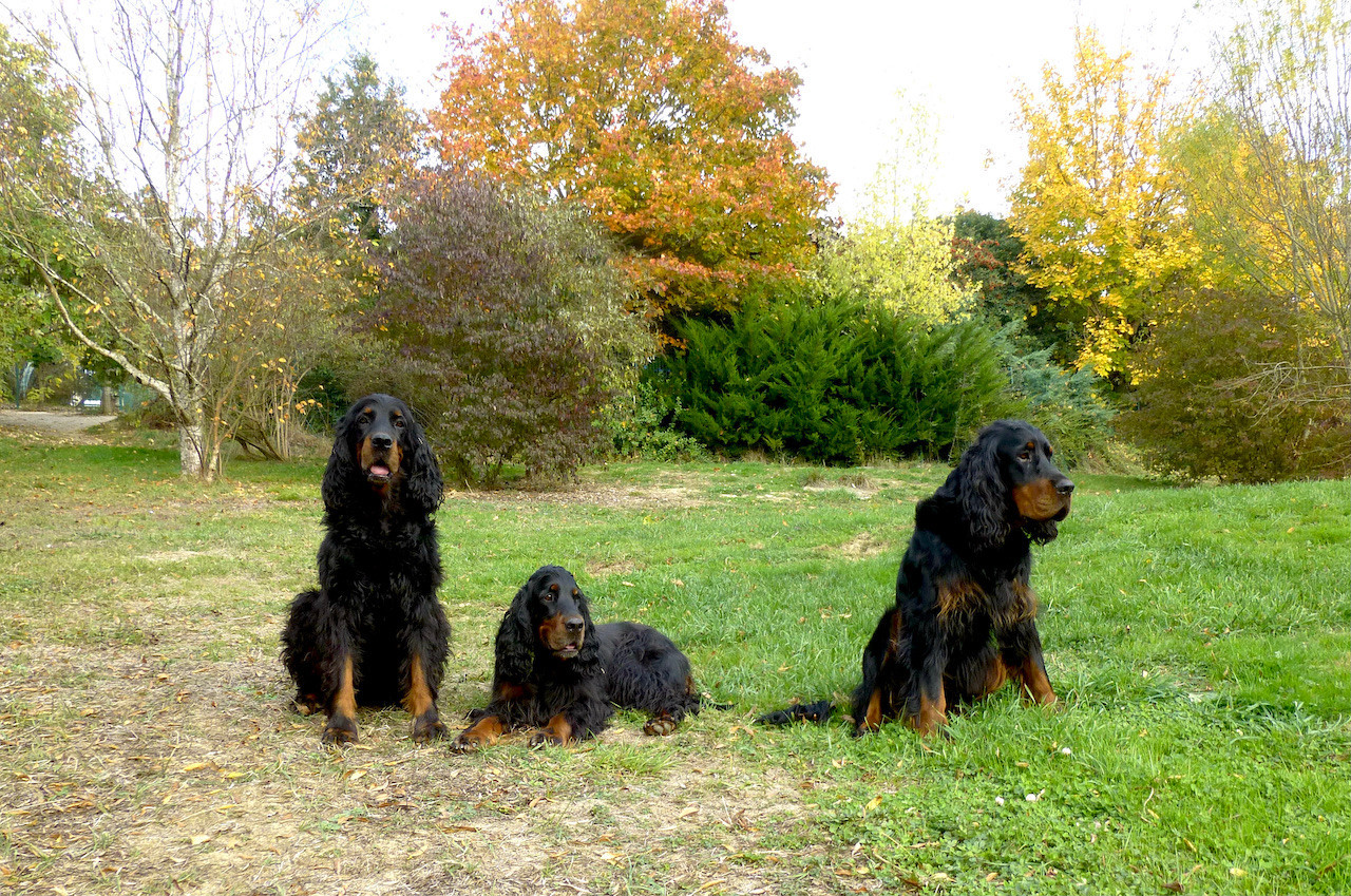 Les dernières feuilles de l'automne aux Pralines ...