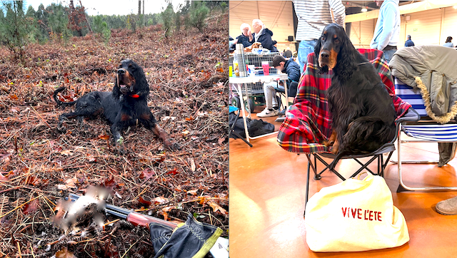Des Pralines D'Aubejoux - Sparrow et sa soeur Souinet des Pralines d' Aubejoux