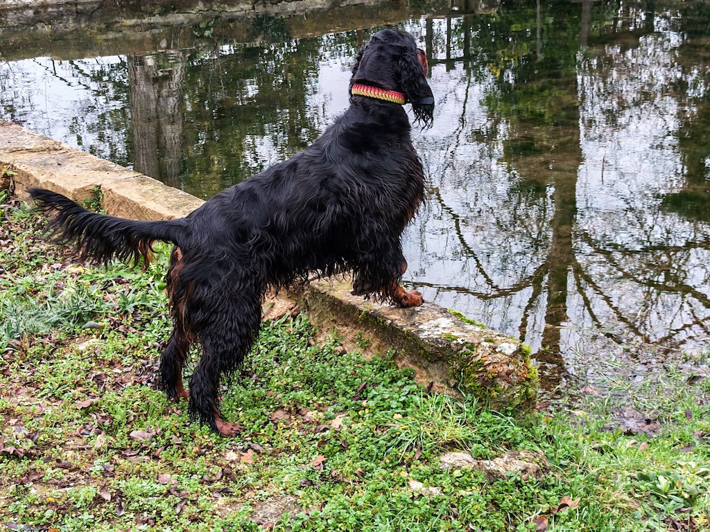 La jeune Thémys des Pralines d' Aubejoux