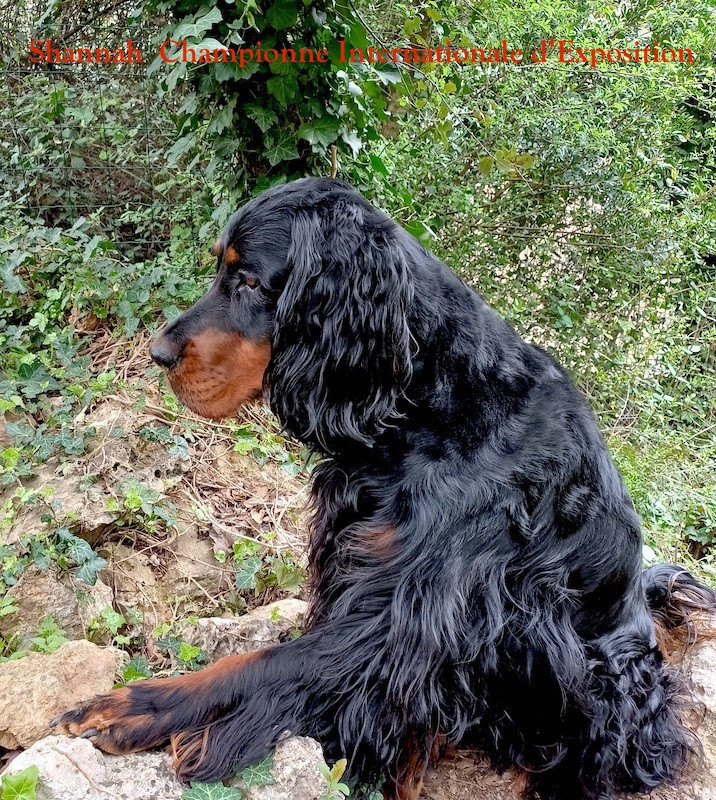 Shannah des Pralines d' Aubejoux nouvelle Championne Internationale d' Exposition