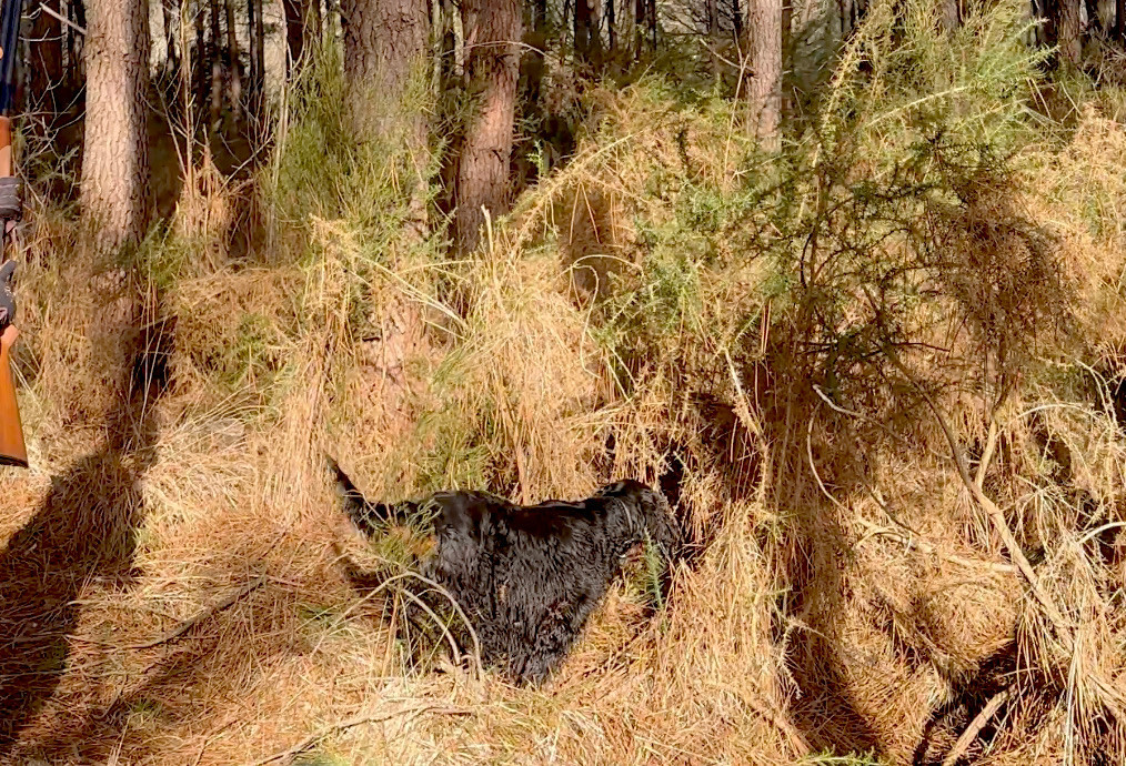 Voltaire des Pralines d' Aubejoux , le frère de Villy , saison 2025-2026