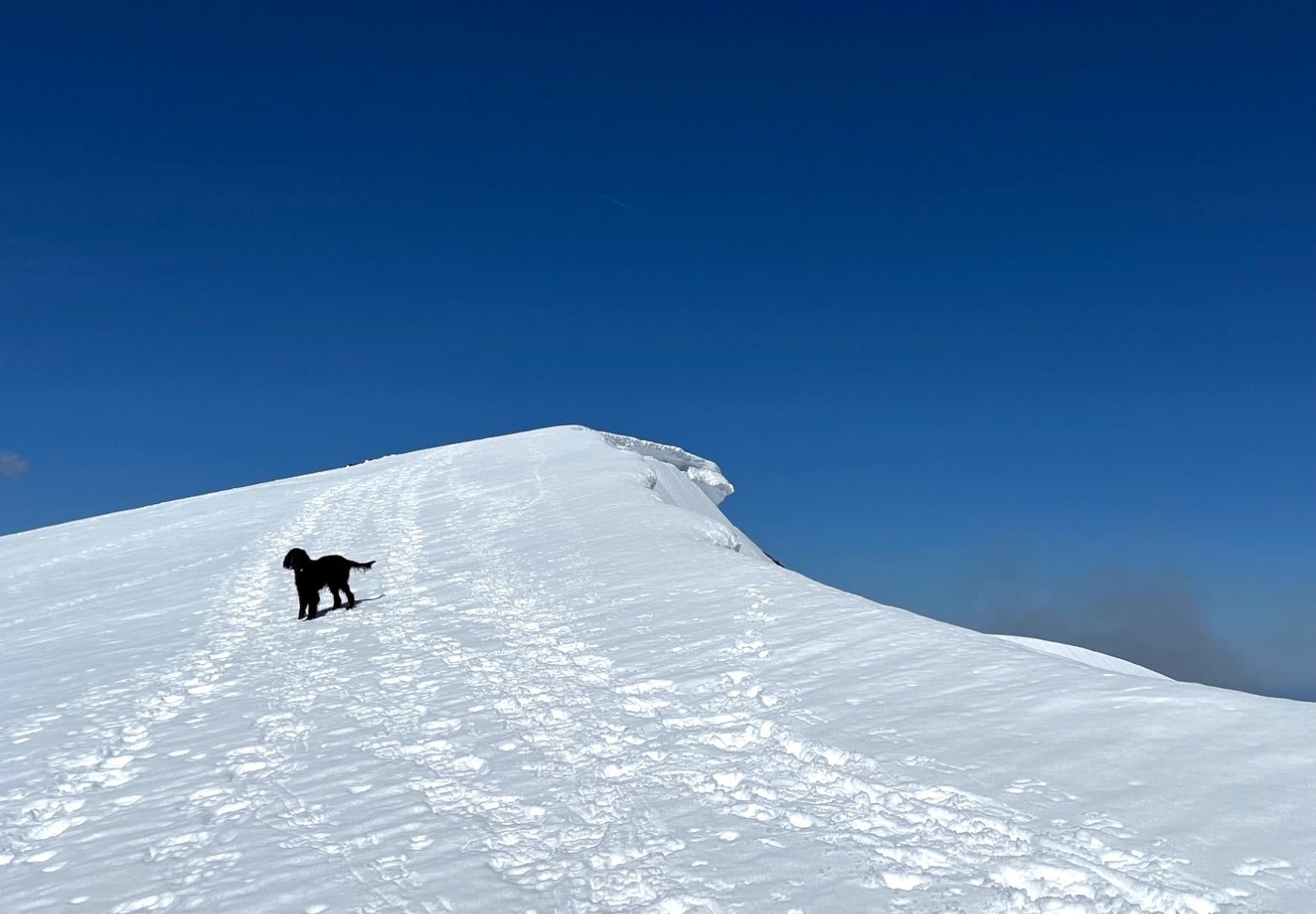 Sparrow des Pralines d' Aubejoux en randonnée