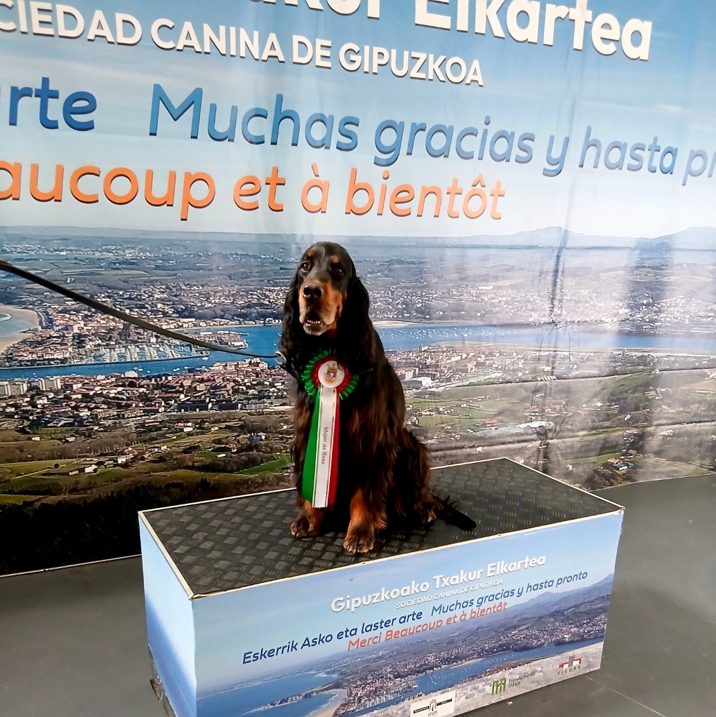Souinet des Pralines d' Aubejoux remporte le CACS CACIB ET Meilleur de Race à Irun, Espagne, le 26 avril 2026