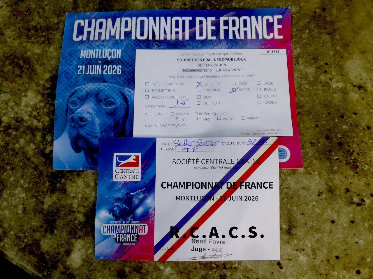 Des Pralines D'Aubejoux - 1ère exc. en classe travail et RCACS au Championnat de France 2026 : la Trialer Souinet des Pralines d' Aubejoux