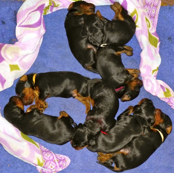 Des Pralines D'Aubejoux - Les 8 Bébés d' Hivane et d' Ezir sont nés ce 16 décembre 2015 !