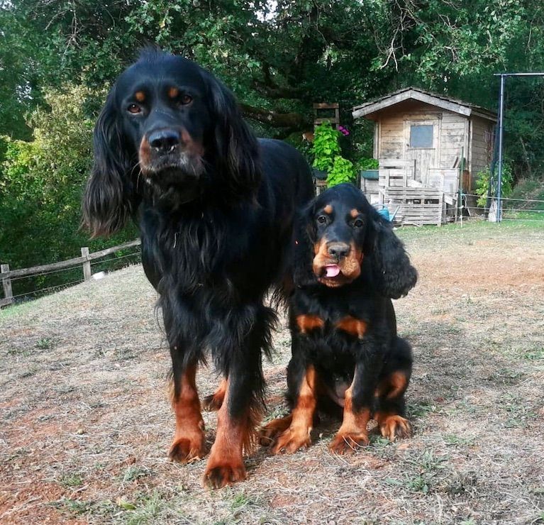 Des Pralines D'Aubejoux - Rubbie , la petite soeur, avec son nouvel ami !