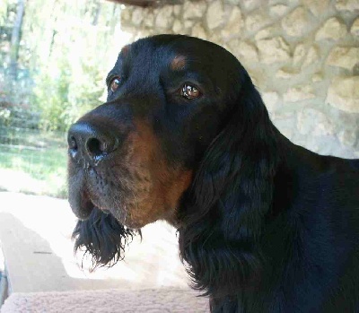 Des Pralines D'Aubejoux - CACIB BOB pour Bimbeau à Perpignan