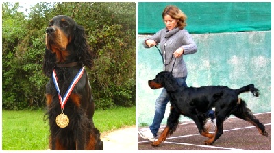 Des Pralines D'Aubejoux - CACS et BOB à Martigues pour le beau Gibalder