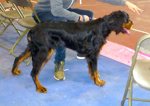 Des Pralines D'Aubejoux - Titaye en Puppy TP à l'exposition de Tarbes