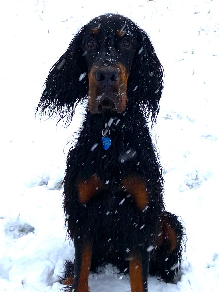 Des Pralines D'Aubejoux - Le jeune Seven dans la neige en Suisse :
